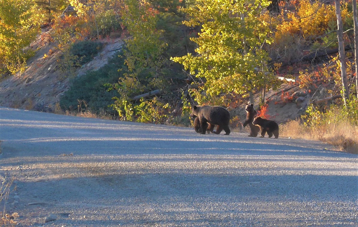 Just Momma grizzly and her 3 cubs crossing the road, nothing to see here. Canada eh.