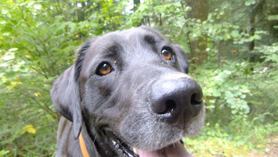 Twix, Chamonix's best trail dog?